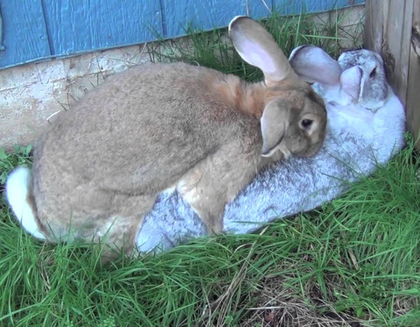 Крольчиха не хочет спариваться, не беременеет, что делать? как вызвать охоту и узнать что крольчиха в ней