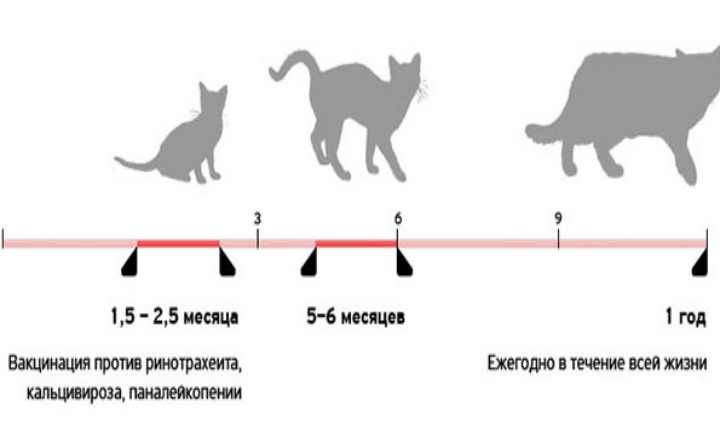 Календарь прививок для котят и кошек