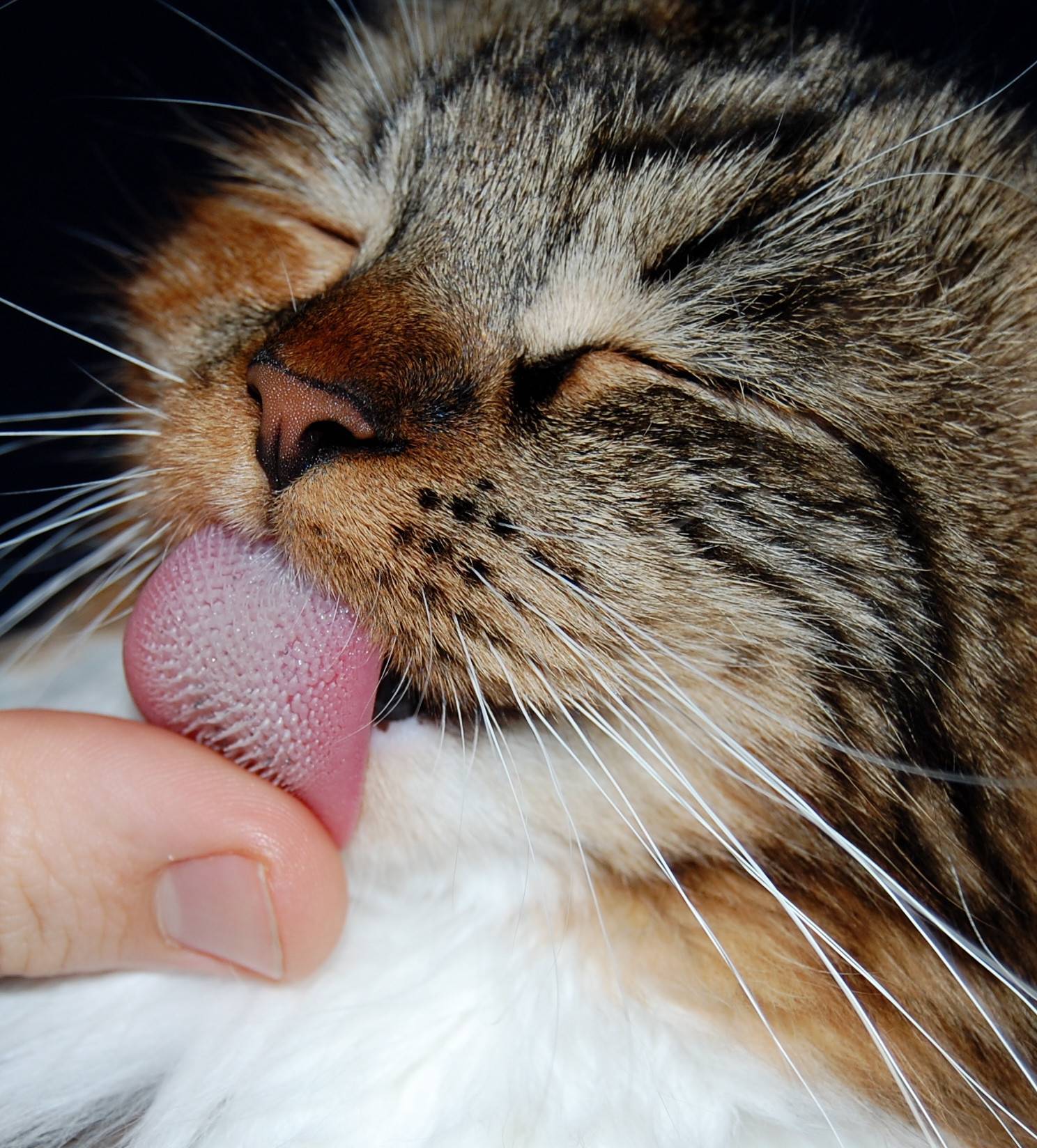 Почему у кошек синий язык – 5 основных причин проблемы