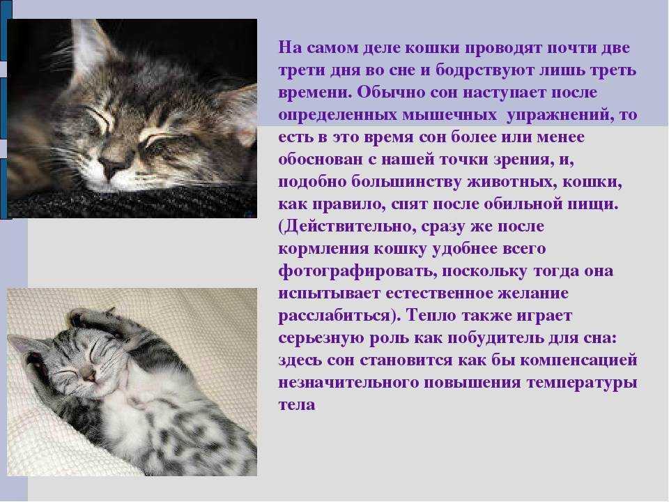 Сонник видеть котят. К чему снятся кошки. Кошки во сне к чему снится. Сонник кошка. К чему снятся котята во сне.
