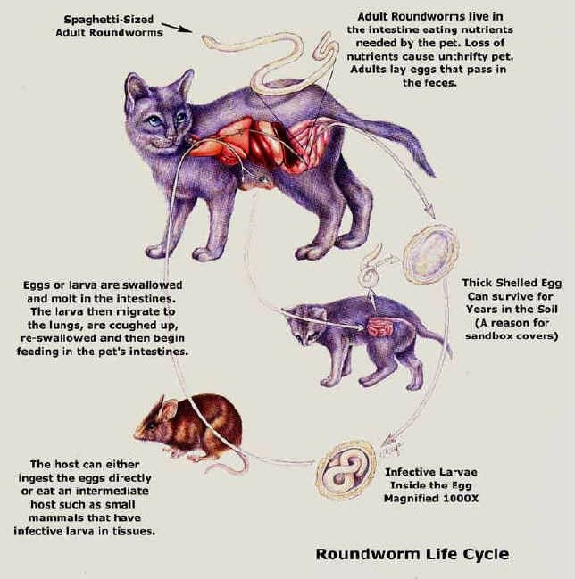 Виды глистов у кошек (фото и описание): название и методы лечения