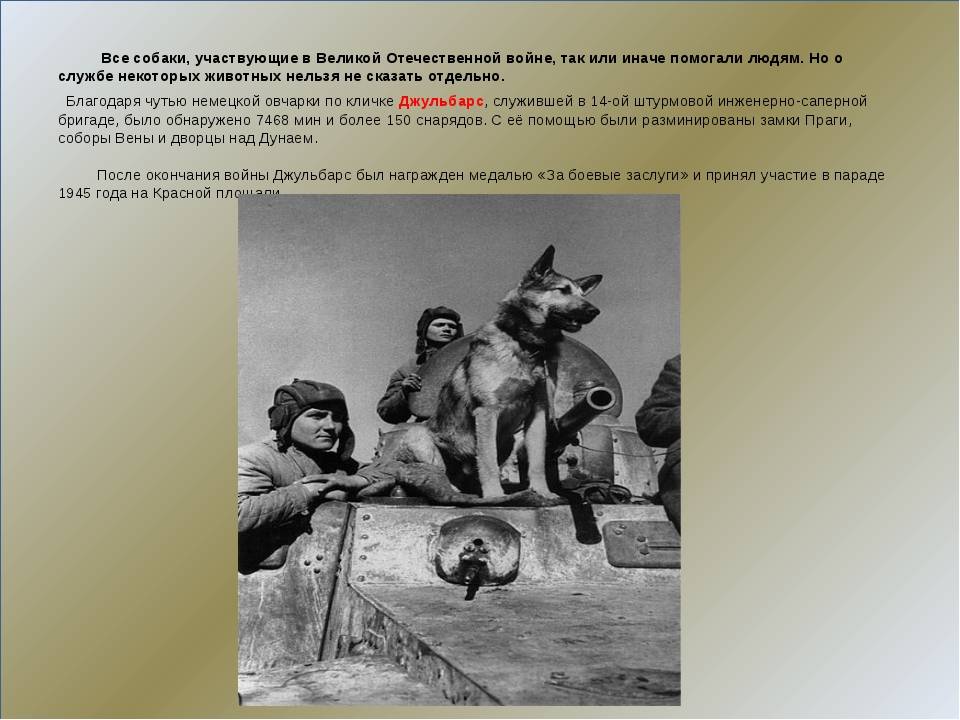 Легендарные собаки времен великой отечественной войны и их бессмертные подвиги | petshop journal | дзен