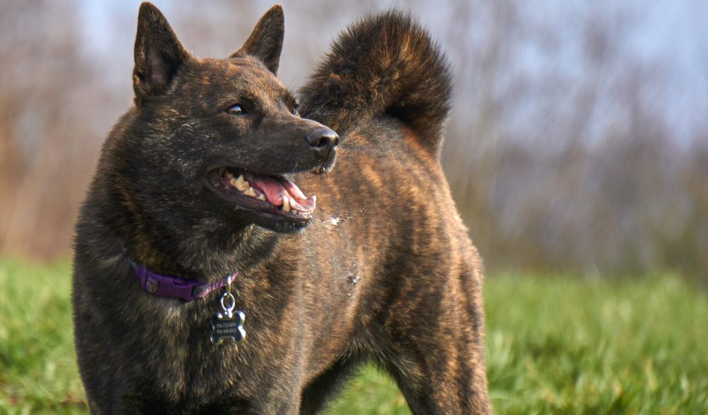 Порода собак каи: советы по содержанию питомца, отзывы владельцев