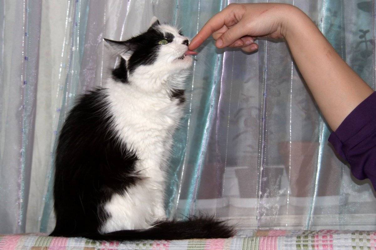 Кошка лижет руки своим хозяевам: размышляем об основных причинах