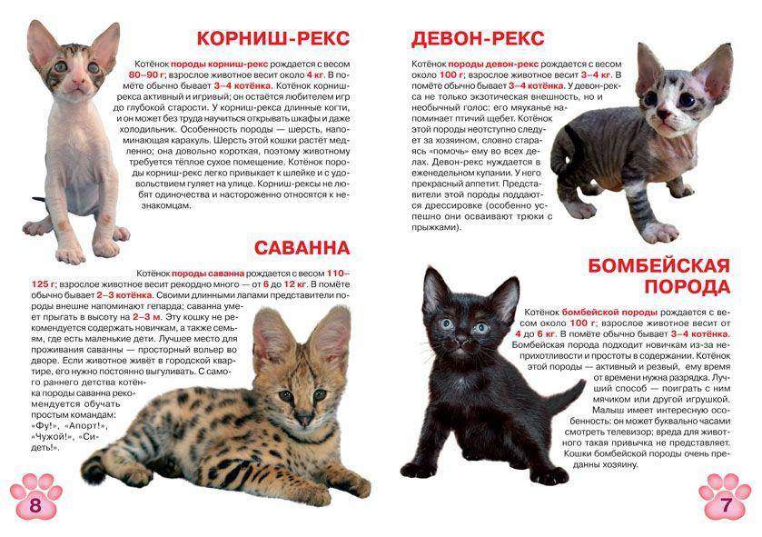 Селкирк рекс: описание внешности и характера, уход за питомцем и его содержание, выбор котёнка, отзывы владельцев, фото кота