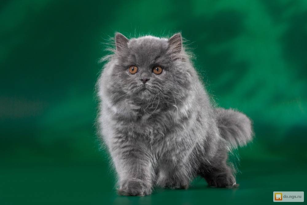 Британская длинношерстная порода кошек, фото. topcat
