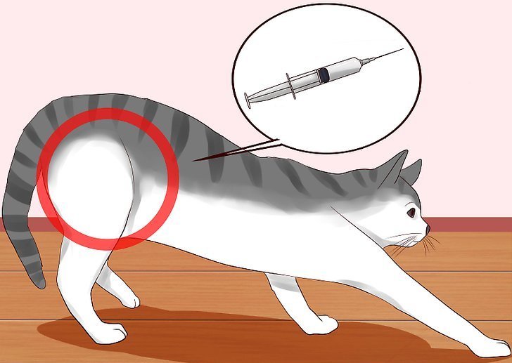 Как правильно делать уколы кошке