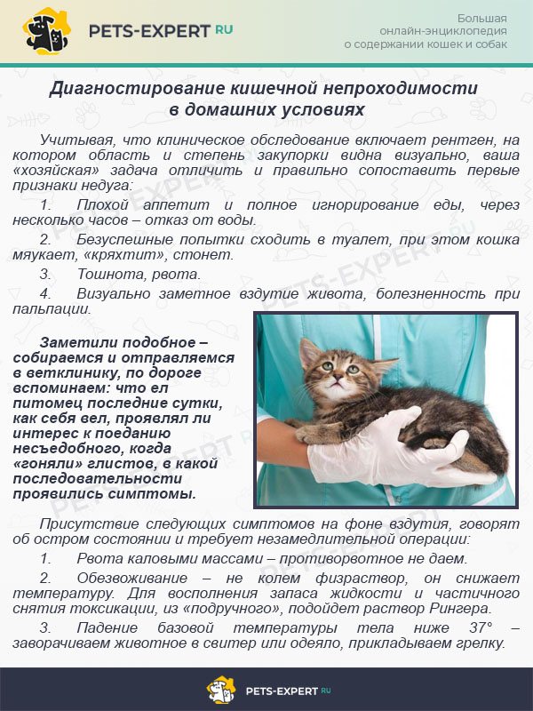 Симптоматика чумки у кошки: способы самостоятельного лечения дома