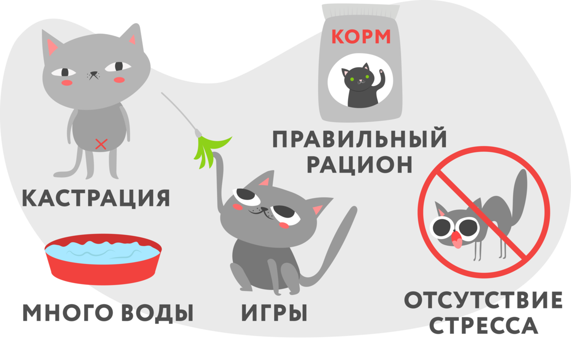 Болезни кормящих кошек. Цистит у кошки лекарства и препараты. Цистит у котов симптомы.