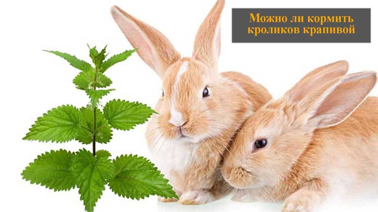 Можно ли кроликам давать крапиву