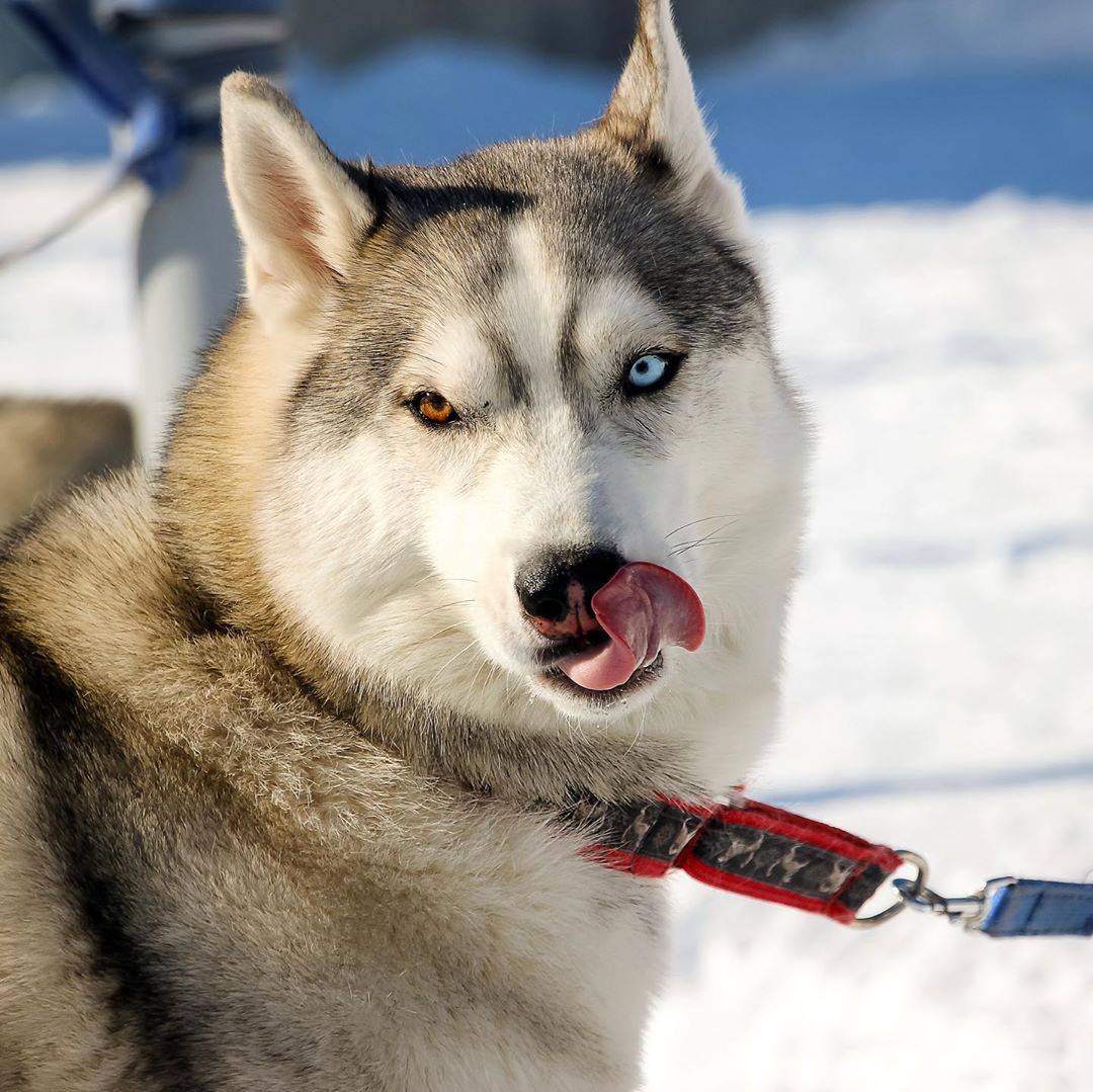 Норвежский спортивный метис — спринтер среди ездовых собак