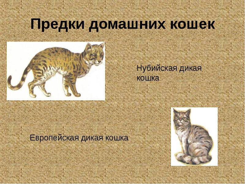 Эволюция домашней кошки.