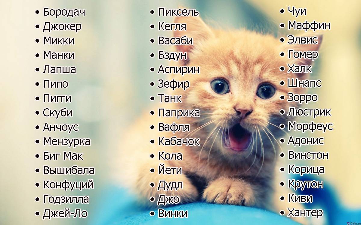 Имена для кошек девочек шотландских вислоухих, британских и обычных пород: как назвать котенка по внешнему виду и характеру, список подходящих вариантов в алфавитном порядке, правила выбора клички для питомца
