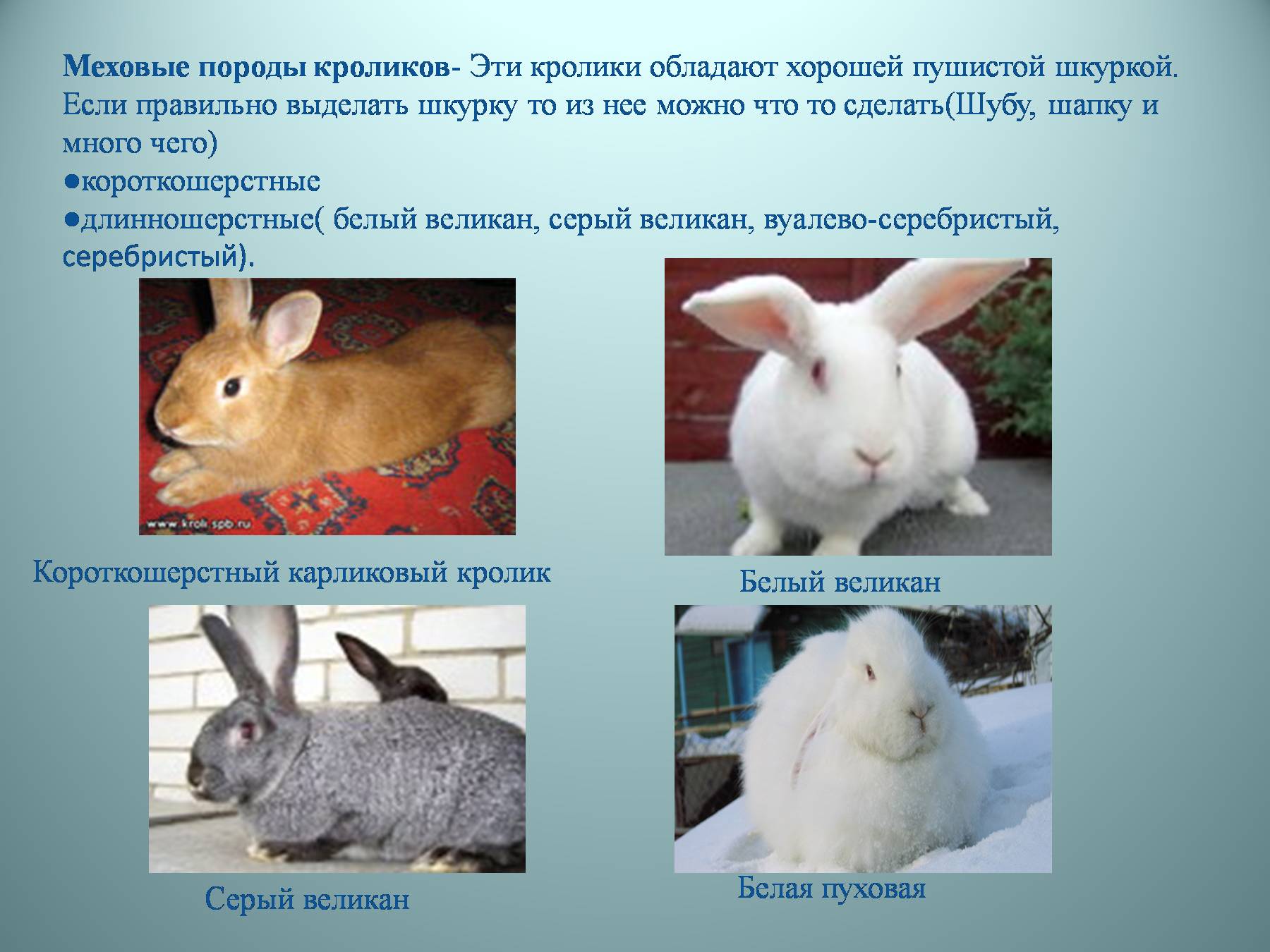К какому типу относится кролик. Название пород кроликов. Породы кроликов мясных пород. Породы домашних кроликов названия. Распространенные породы кроликов.