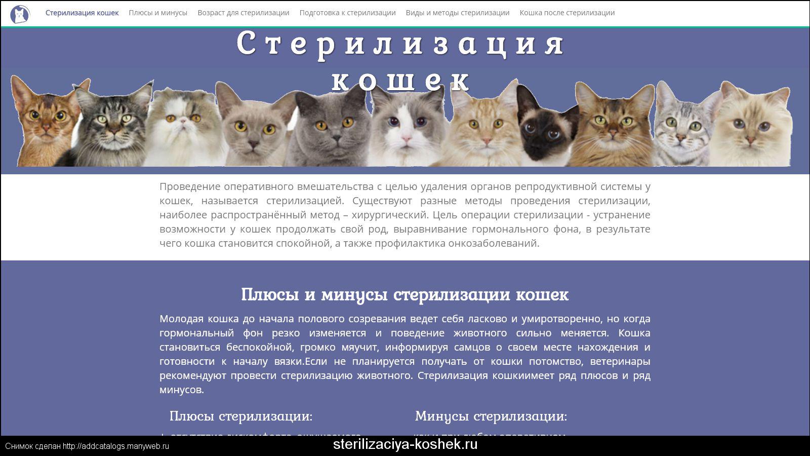 Кастрация: мифы и реальность - всё о кошках и котах