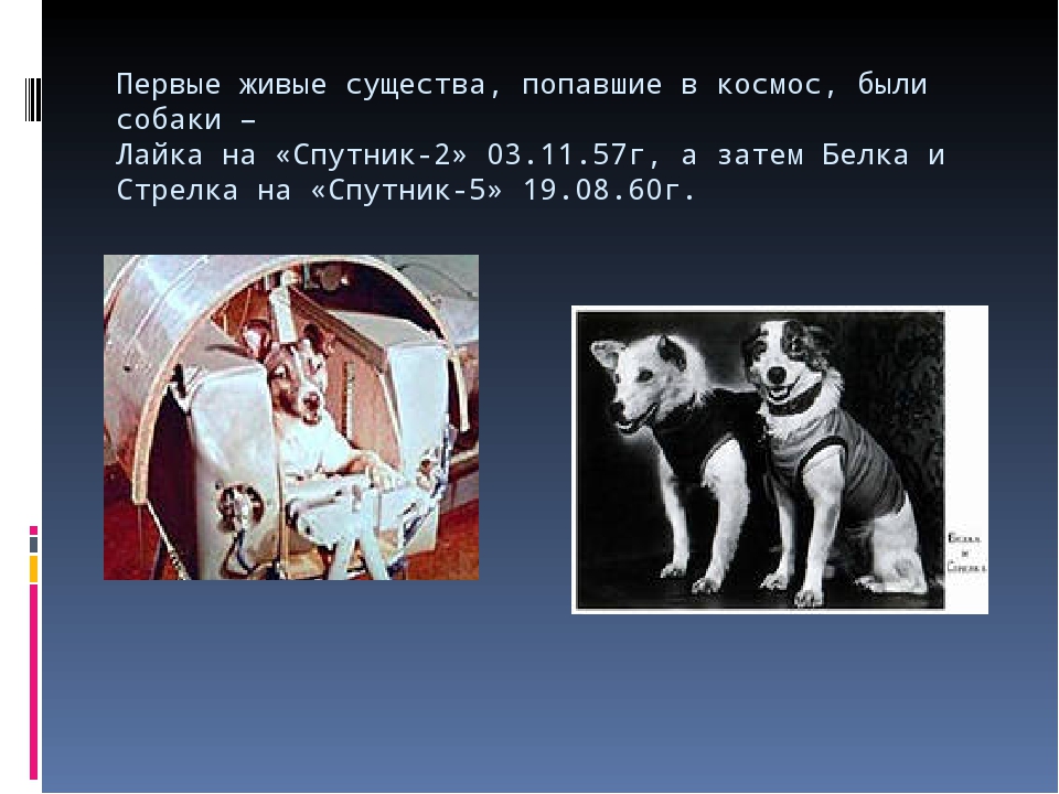 Первая собака. Первое живое существо в космосе. Первое живое существо в кгсмомн. Первые живые существа побывавшие в космосе. Первые собаки которые попали в космос.