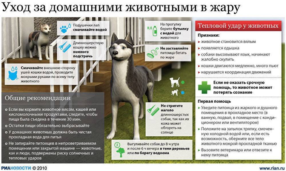 Как помочь собаке в жару на улице и квартире: правила ухода за питомцем