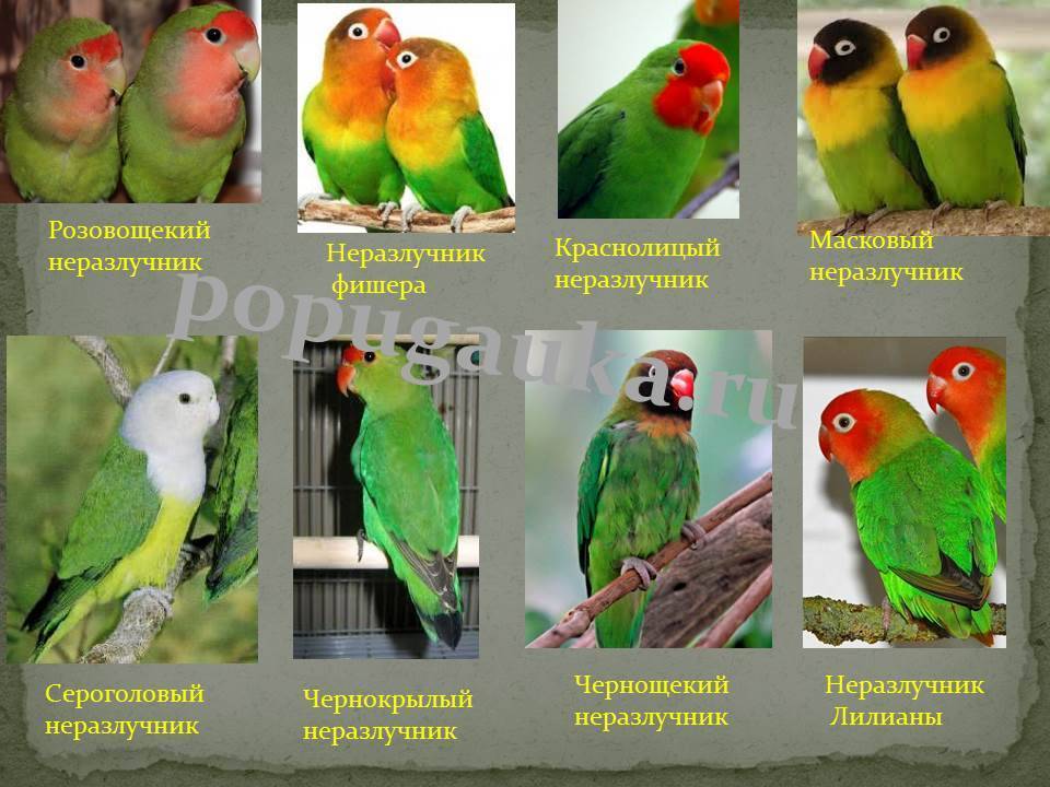 Как назвать пару попугаев неразлучников, мальчика и девочку