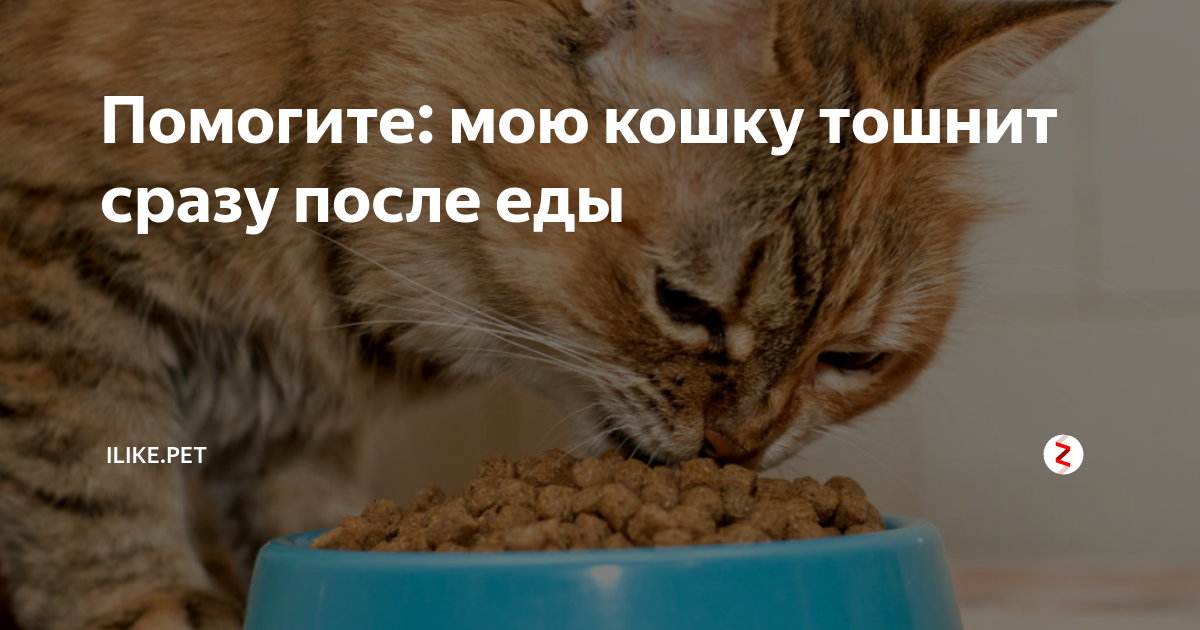 Котенка стошнило непереваренной едой. Кошку тошнит после еды. Кота рвет непереваренной пищей. Кошка рыгает еду