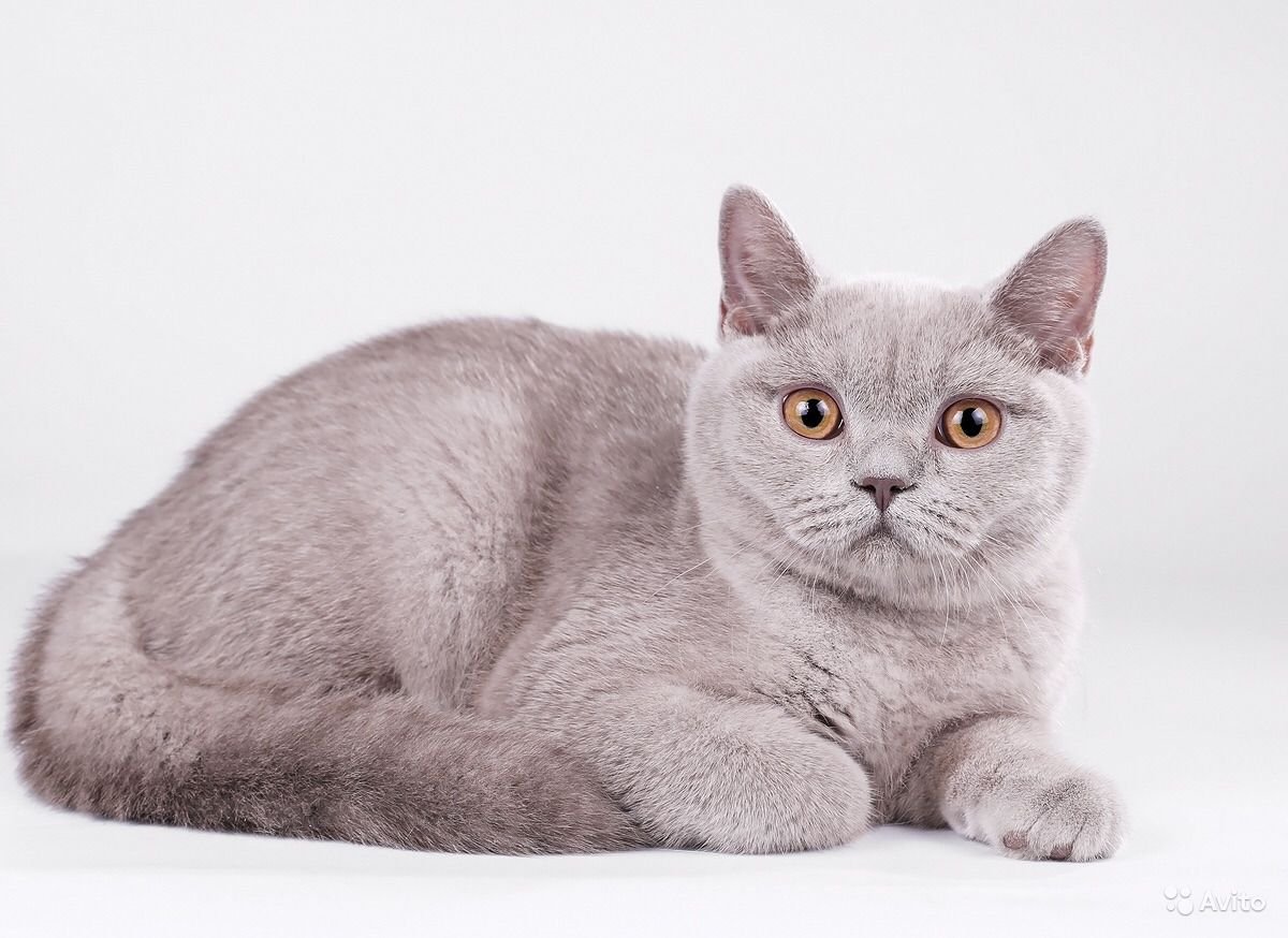 разновидность британских кошек породы фото и названия