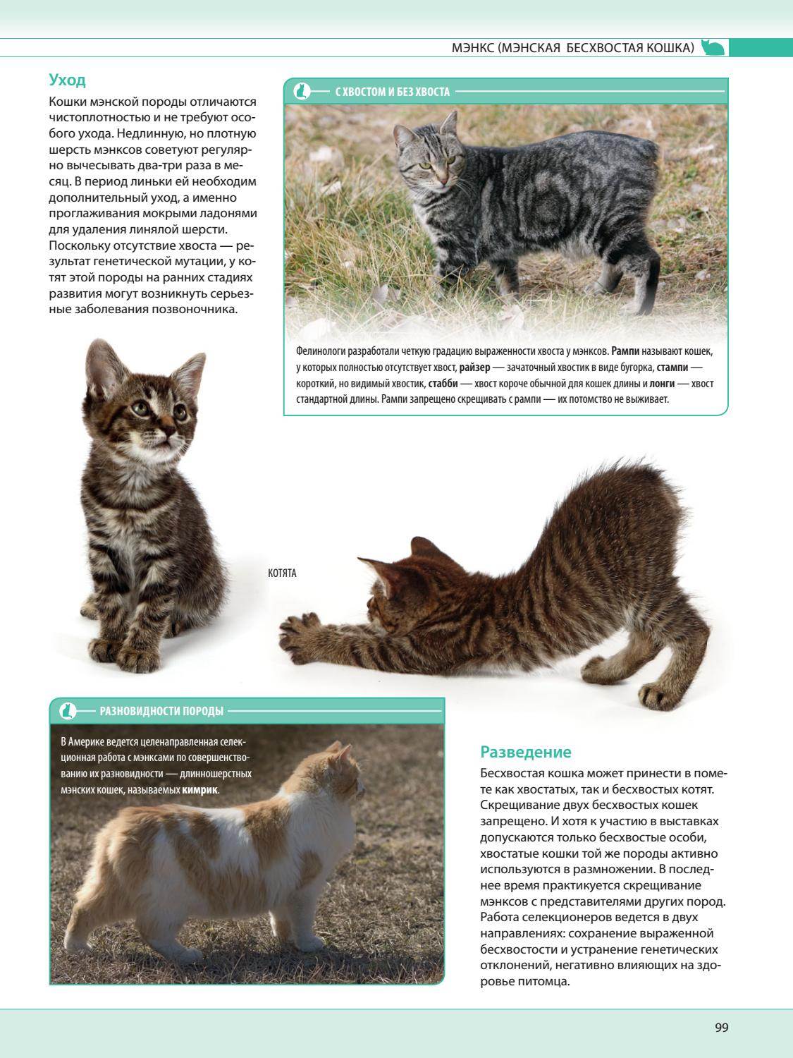 Порода кошек кимрик: фото и описание кимрийского кота, история происхождения, особенности содержания