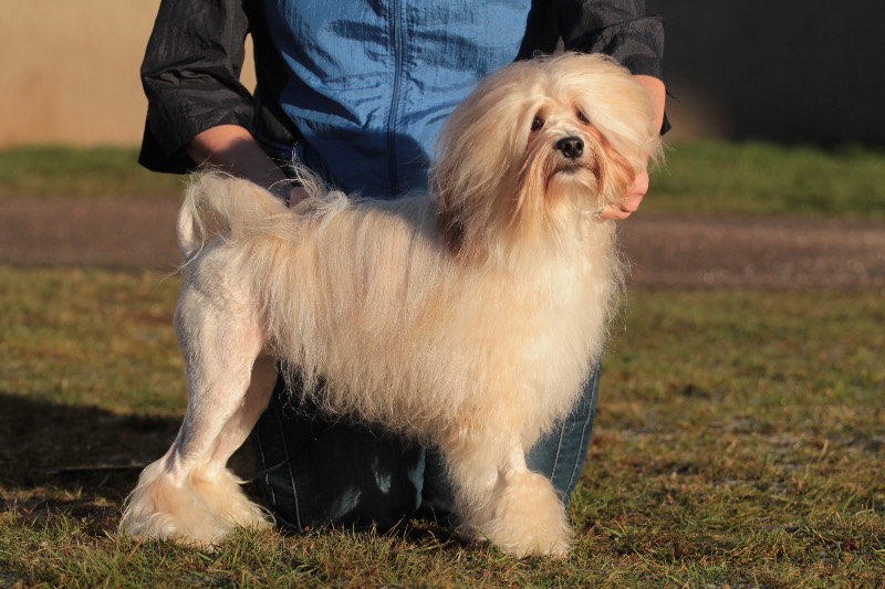 Внешний вид и фото лион-бишона, описание породы, особенности ухода за собакой