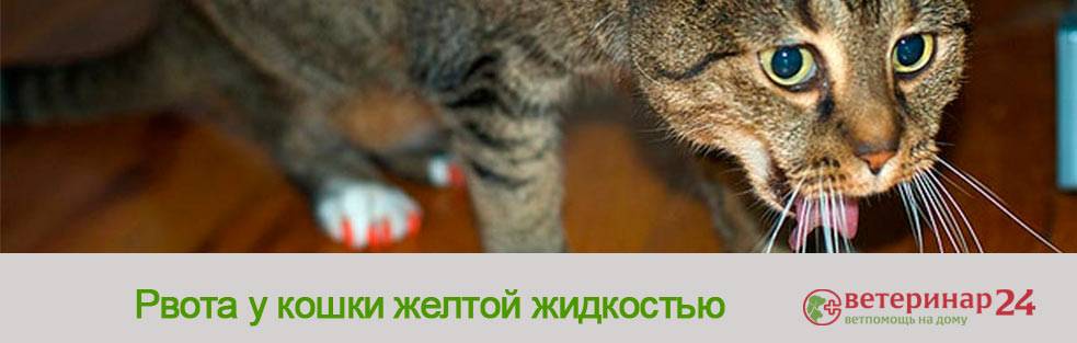 Кошку рвет водой: что делать, причины и лечение