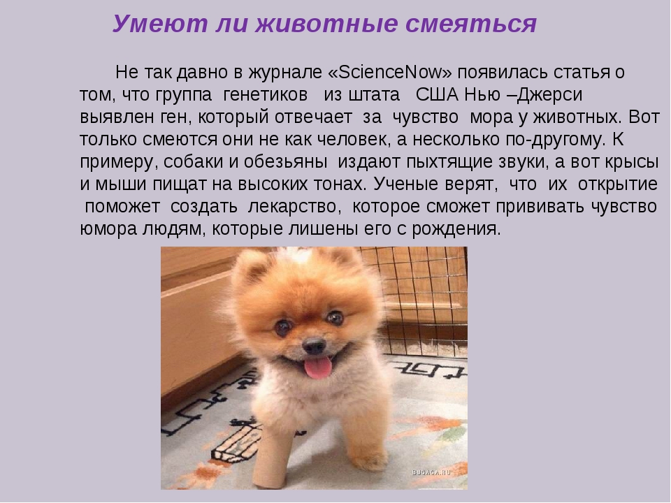 Почему домашние кошки любят тереться головой и бодаться