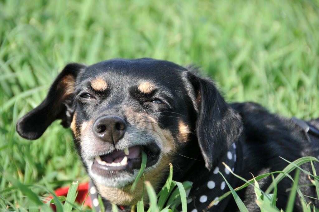 Почему собака ест траву? собаки – вегетарианцы? | блог ветклиники "беланта"