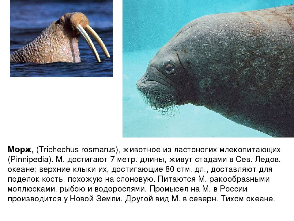 Морж – что это за животное?