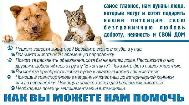 Как подготовить кошку к переезду в новый дом