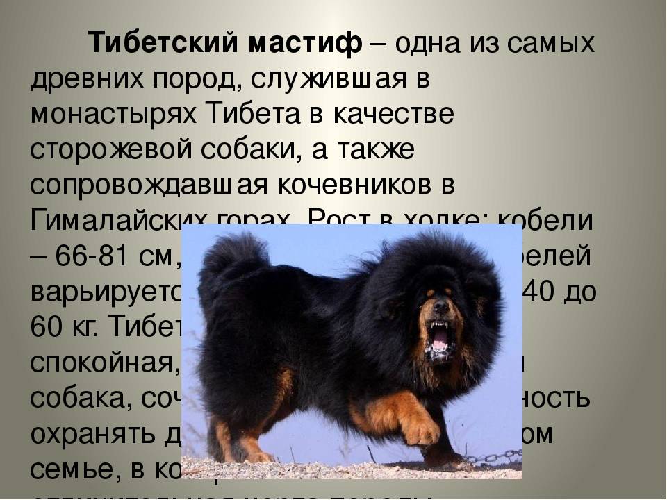 Тибетский мастиф: фото, характеристика и описание породы, видео, характер, уход за щенком