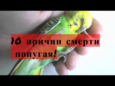 От чего чаще всего умирают волнистые попугаи