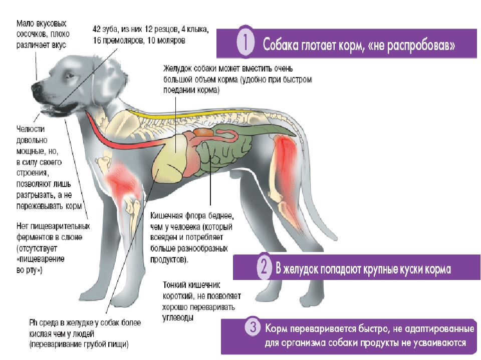 Собаку рвет желтой пеной: причины, симптомы, опасность, лечение и диагностика