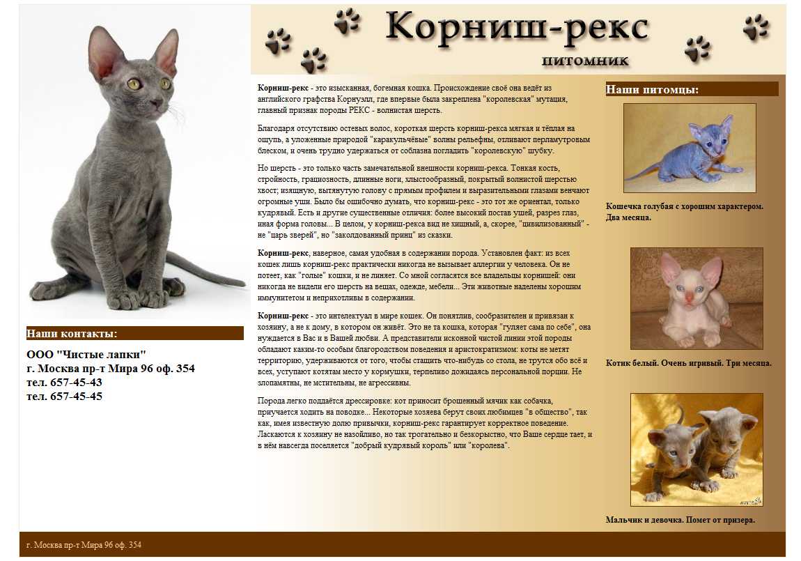 Корниш-рекс — порода кошки