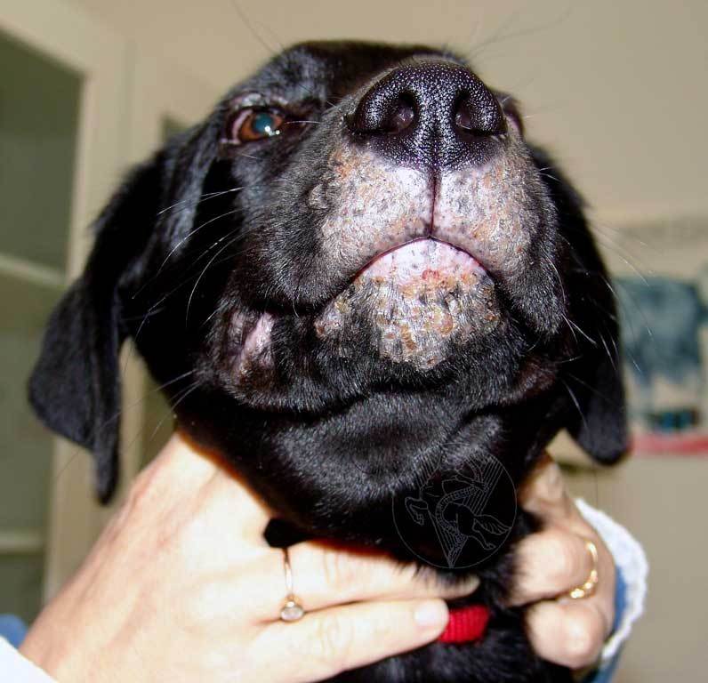 Демодекоз у собак: симптомы и лечение серьезного недуга