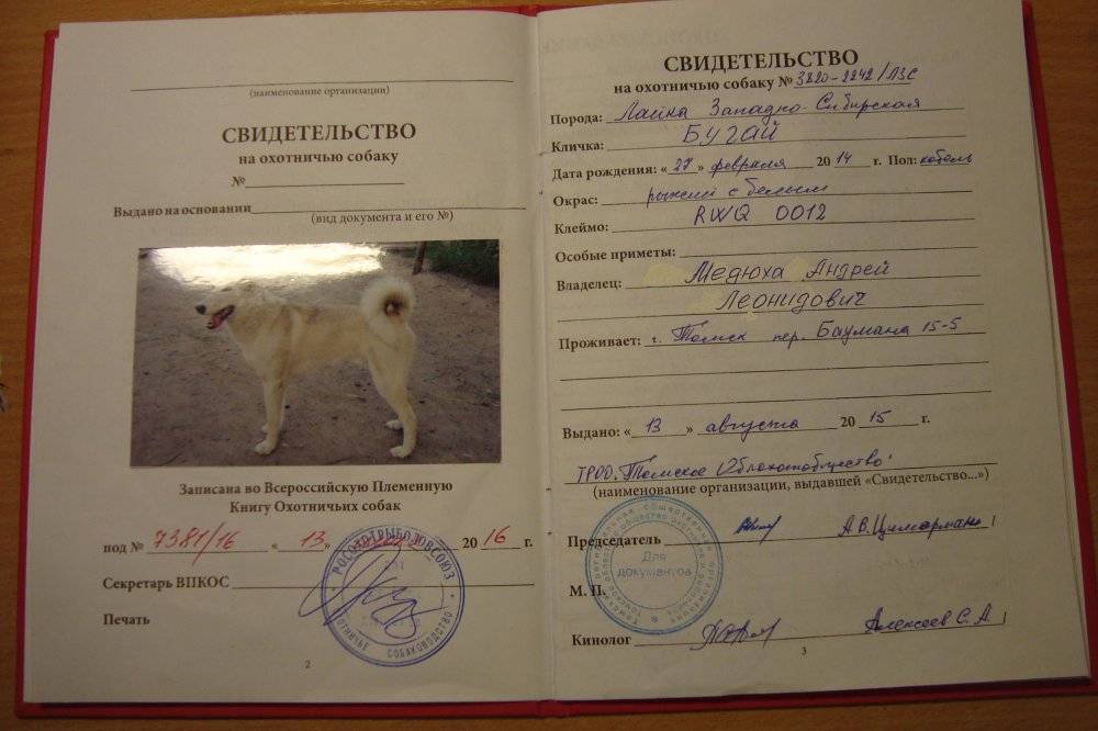 ᐉ как сделать документы на щенка без родословной? - zoomanji.ru