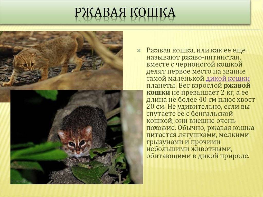 Черноногая кошка: характер и внешность, ареал обитания и образ жизни, размножение и численность вида