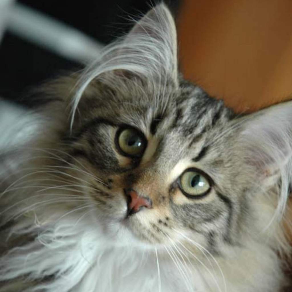 Как узнать породу кошки по фото онлайн