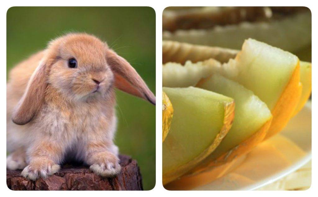 Можно ли кормить кроликов арбузными корками, особенно декоративных, едят ли они вообще корочки?