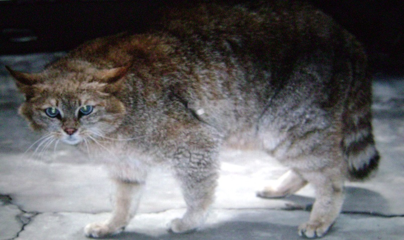 ᐉ китайский кот порода – горные кошки - zoo-mamontenok.ru
