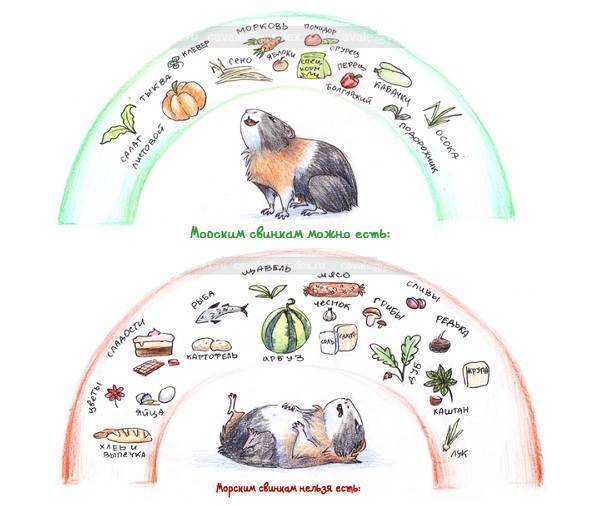 Чем кормить морскую свинку?