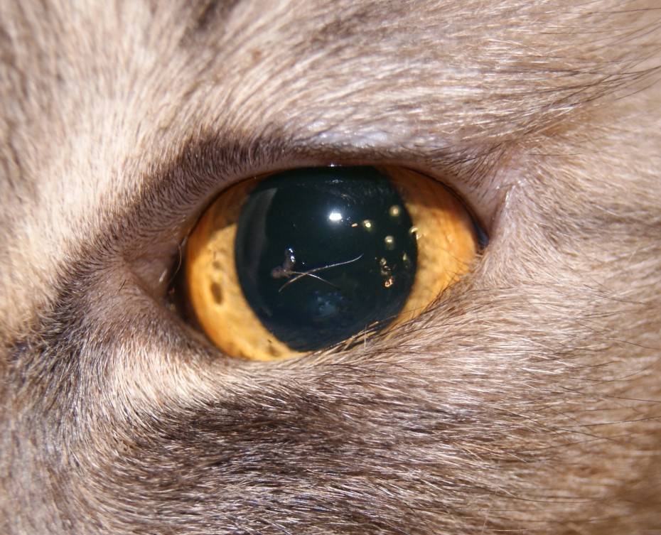 Темные выделения из глаз у кошки: причины появления коричневой жидкости, методы лечения