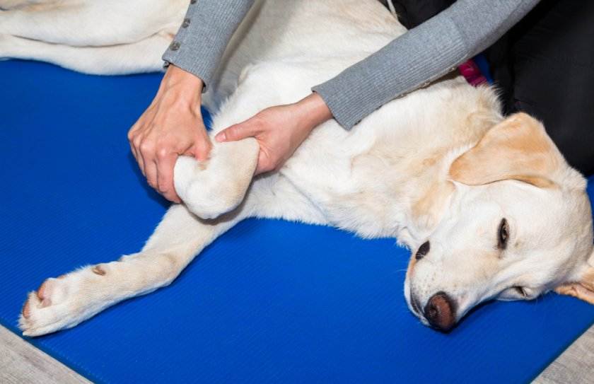 Судороги у собак — причины и лечение