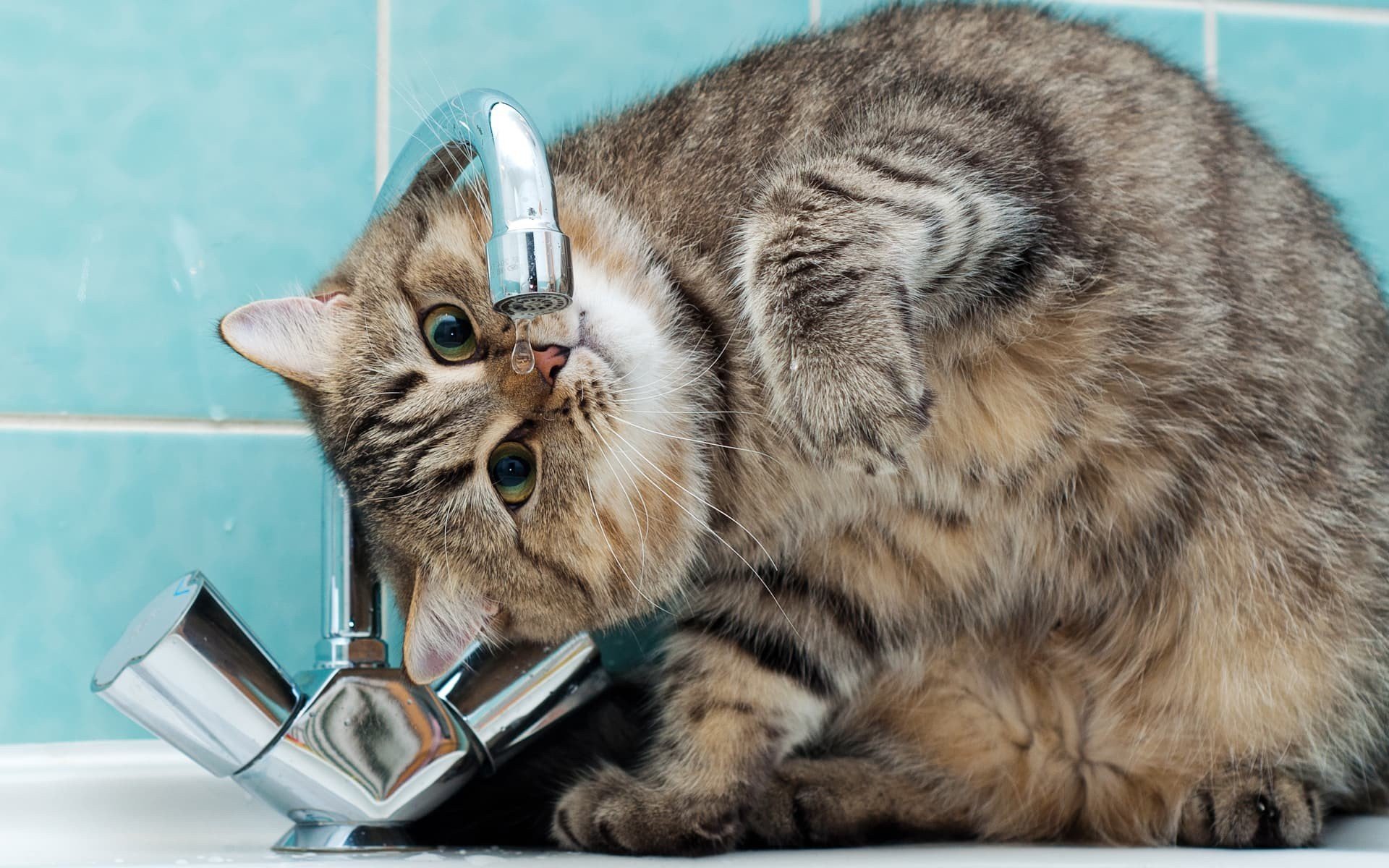 Котик пьет воду. Кот и кран с водой. Кошка под краном.