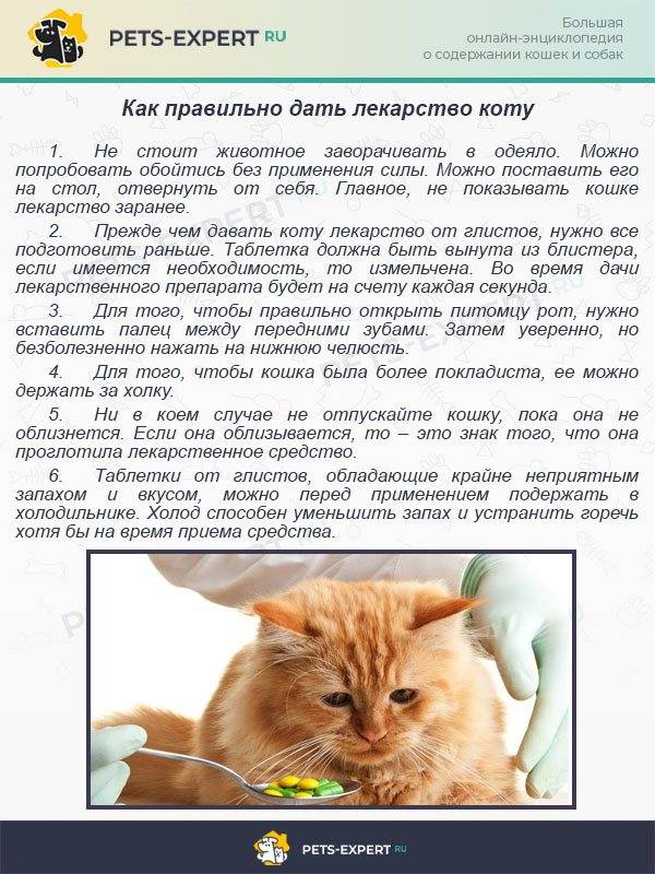Принцип действия валерьянки для кошки: как правильно давать питомцу