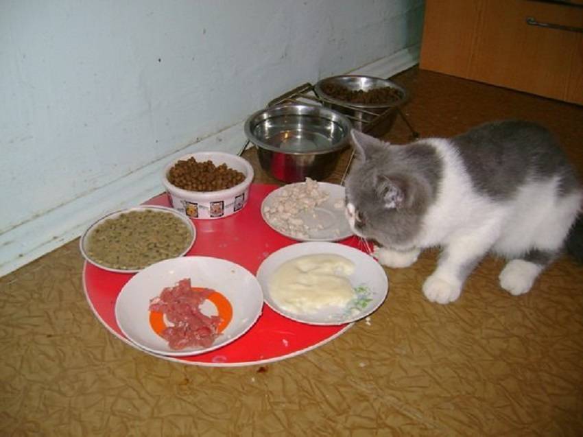 Чем кормить котенка: полное руководство
