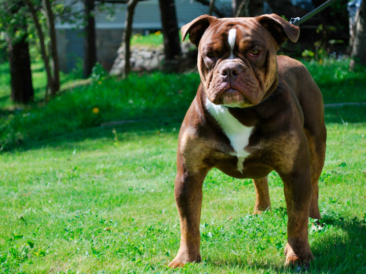 Староанглийский бульдог: история породы, внешний вид, характер, здоровье (+ фото)