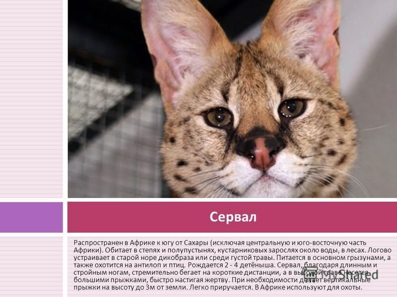 Сервал: фото, описание, жизнь кустарниковой кошки в природе