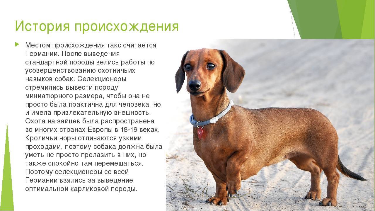 Длинношерстная такса - описание породы и характер собаки